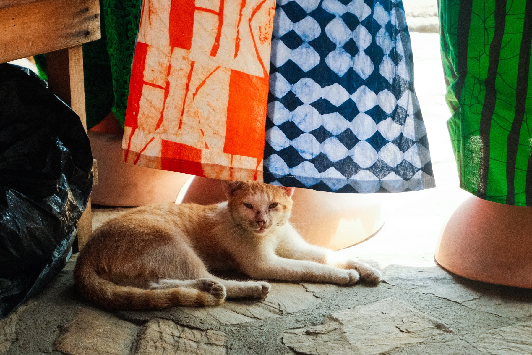 Cat and Cloth