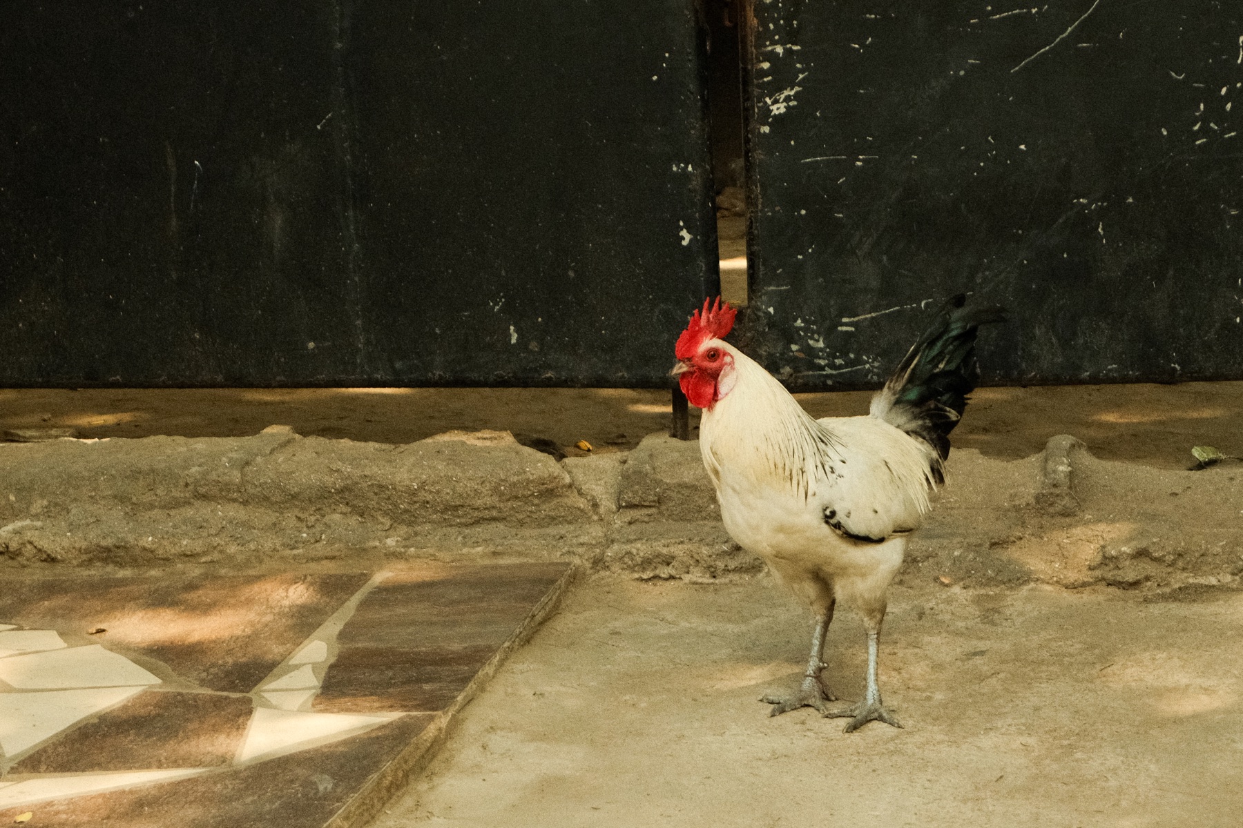 Rooster on the Block