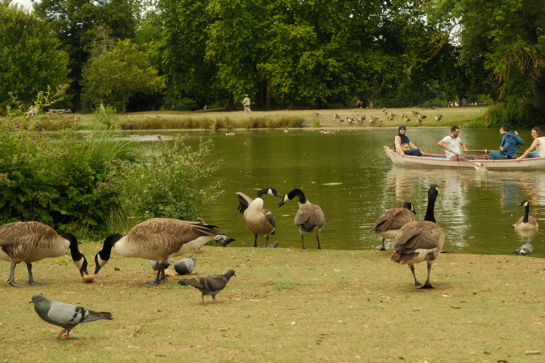 paris geese